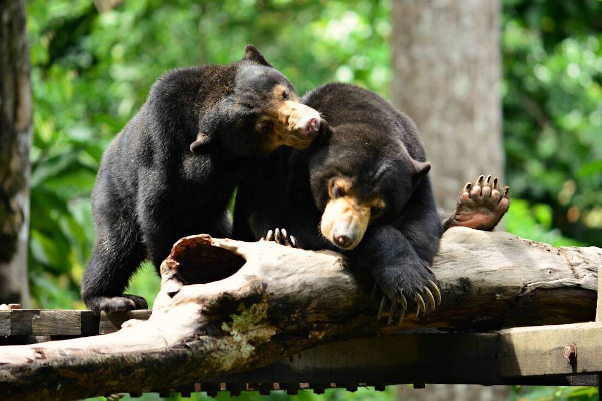 Bornean Sun Bear Conservation Centre