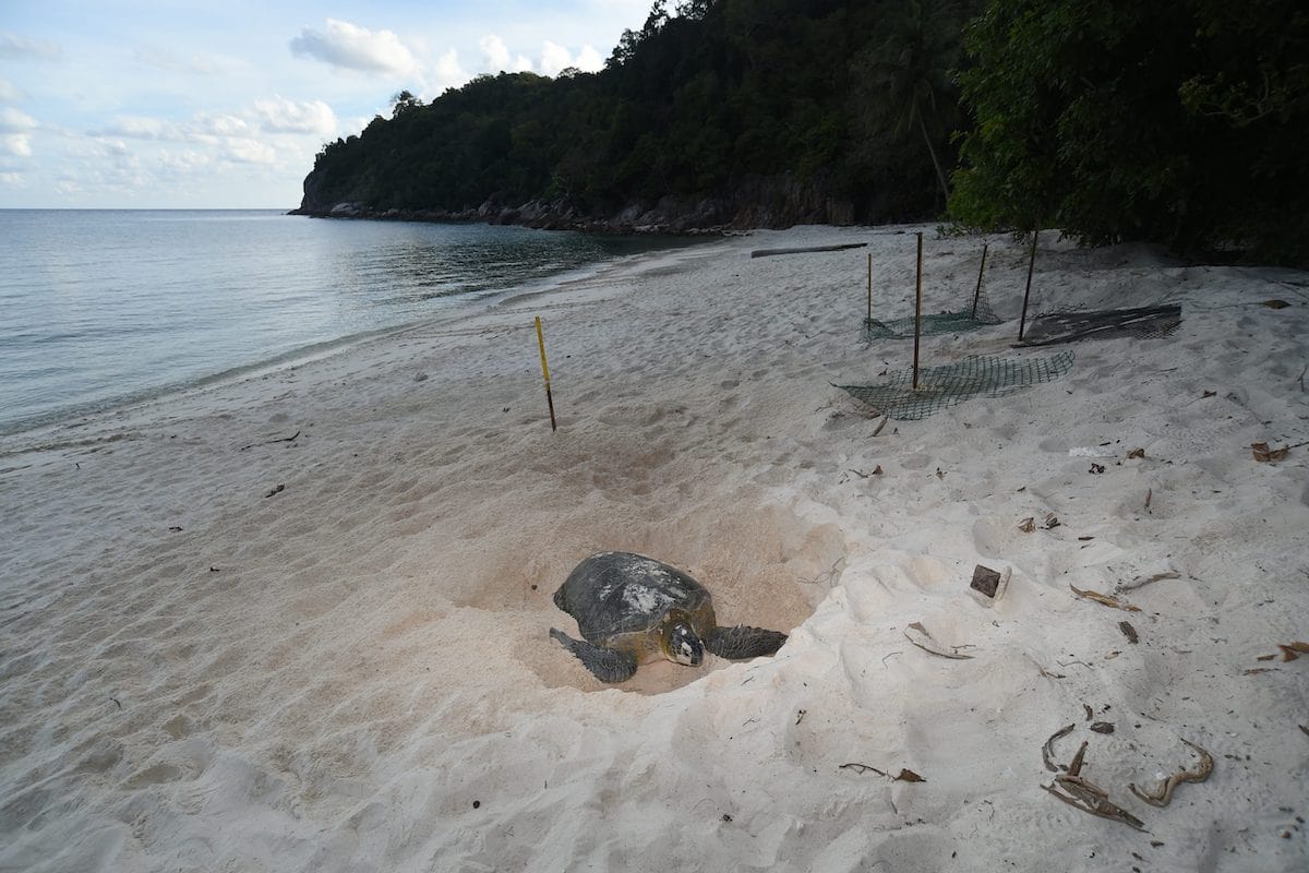 Chagar Hutang Turtle Sanctuary