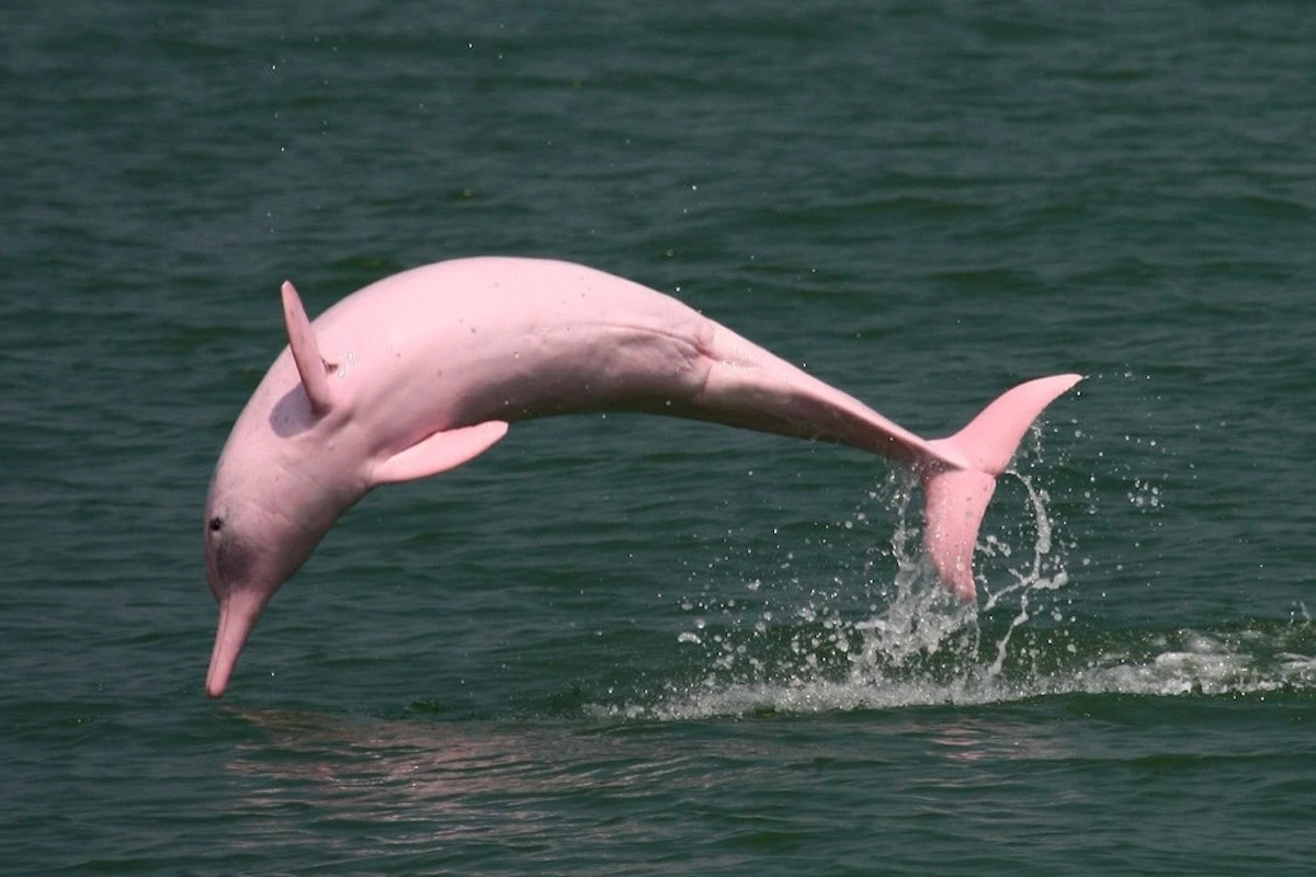 Dolphin Tour Kuala Sepetang