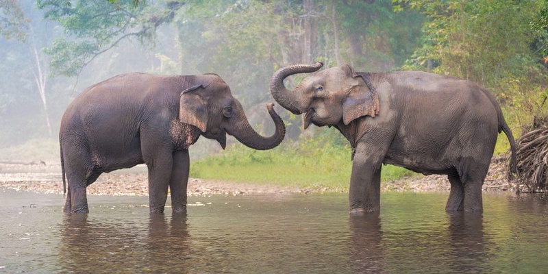 Elephant Nature Park