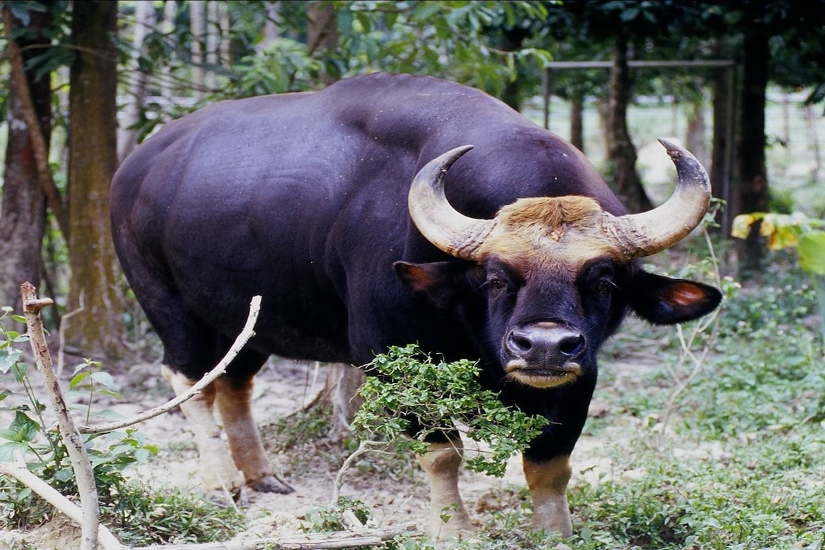 Gaur Rehabilitation Centre Jenderak