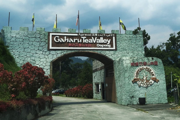 Lembah Teh Gaharu Gopeng