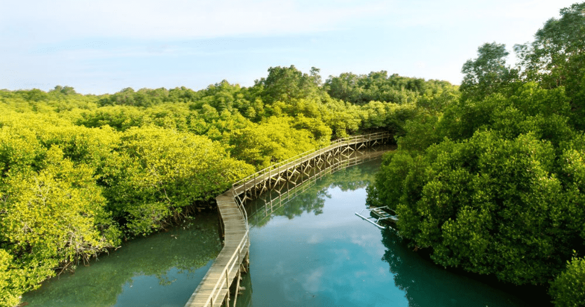 Wonorejo Mangrove Park