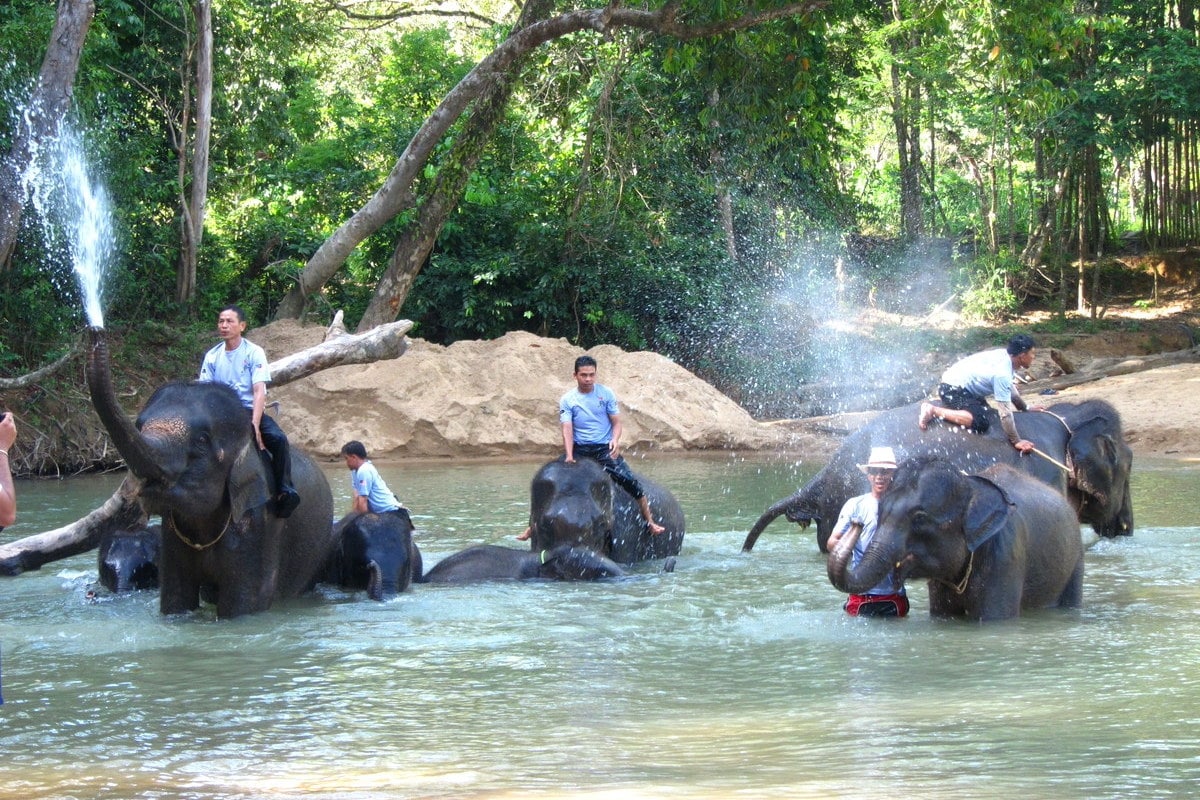 Kenyir Elephant Conservation Village