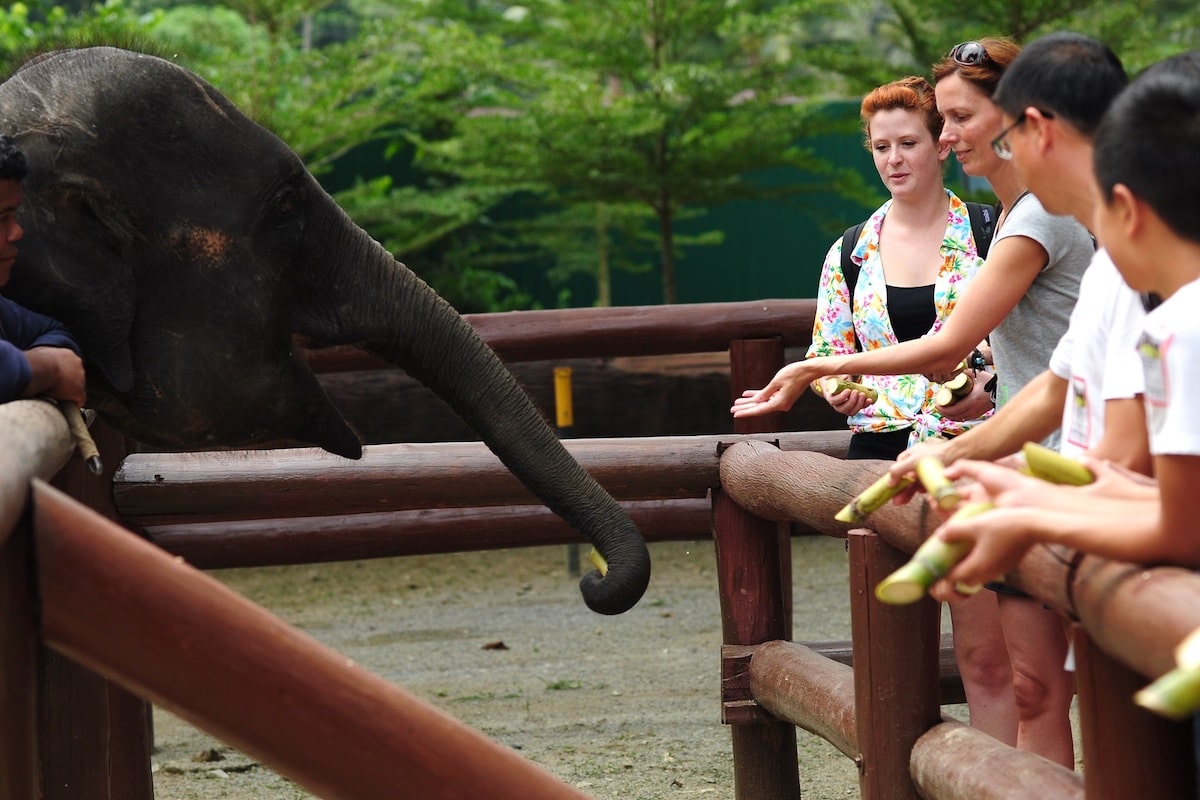 Kuala Gandah National Elephant Conservation Centre