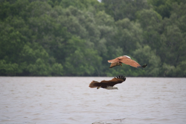 Eagle Feeding