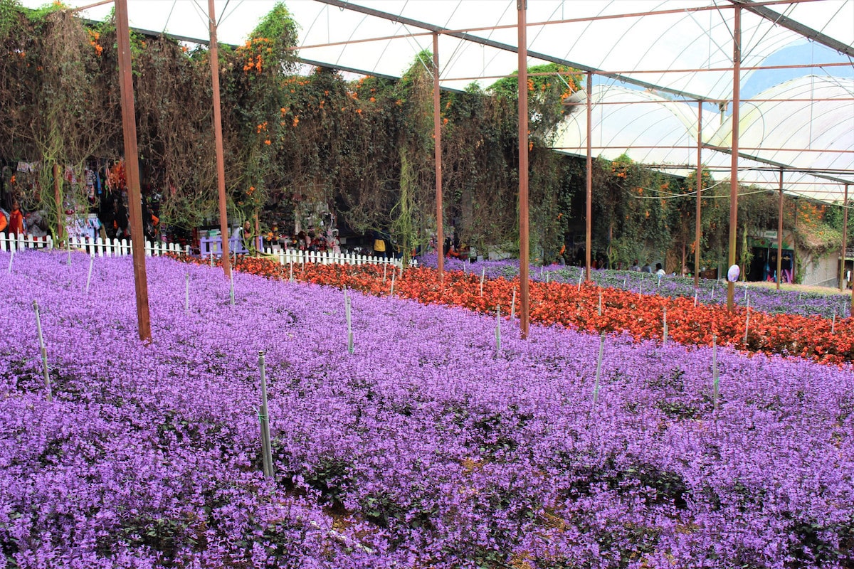 Taman Lavender