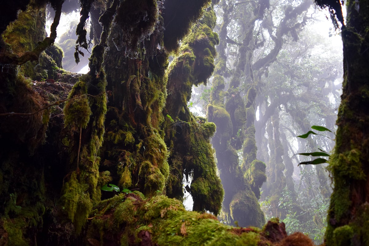 Mossy Forest