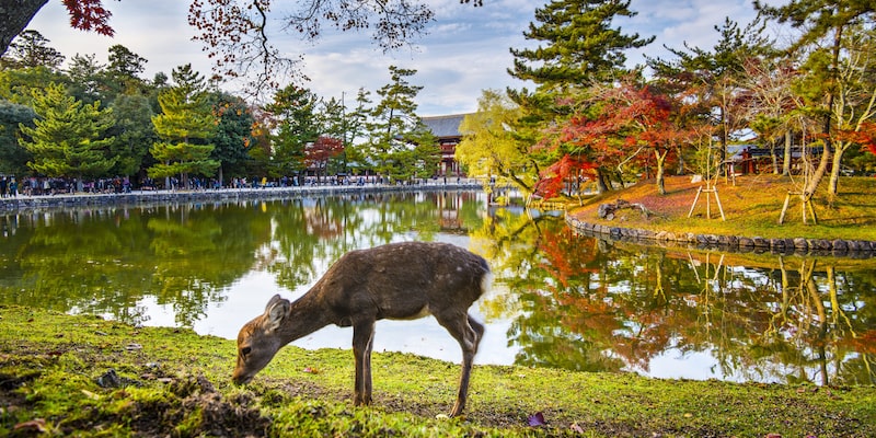 nara