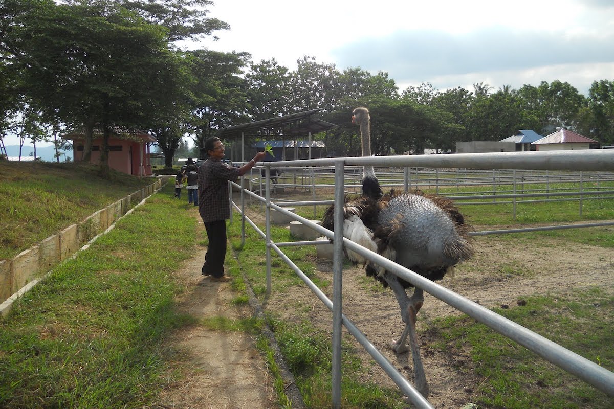 Perlis Ostrich Farm (Ladang Burung Unta Perlis)