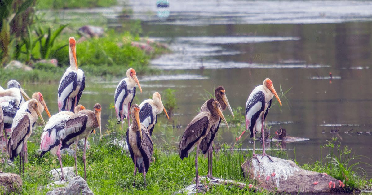 Putrajaya Wetlands Park