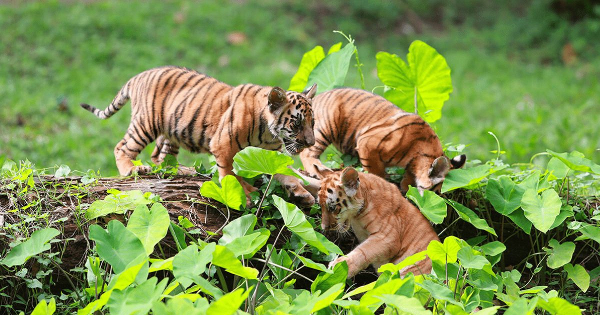 Ragunan Zoo