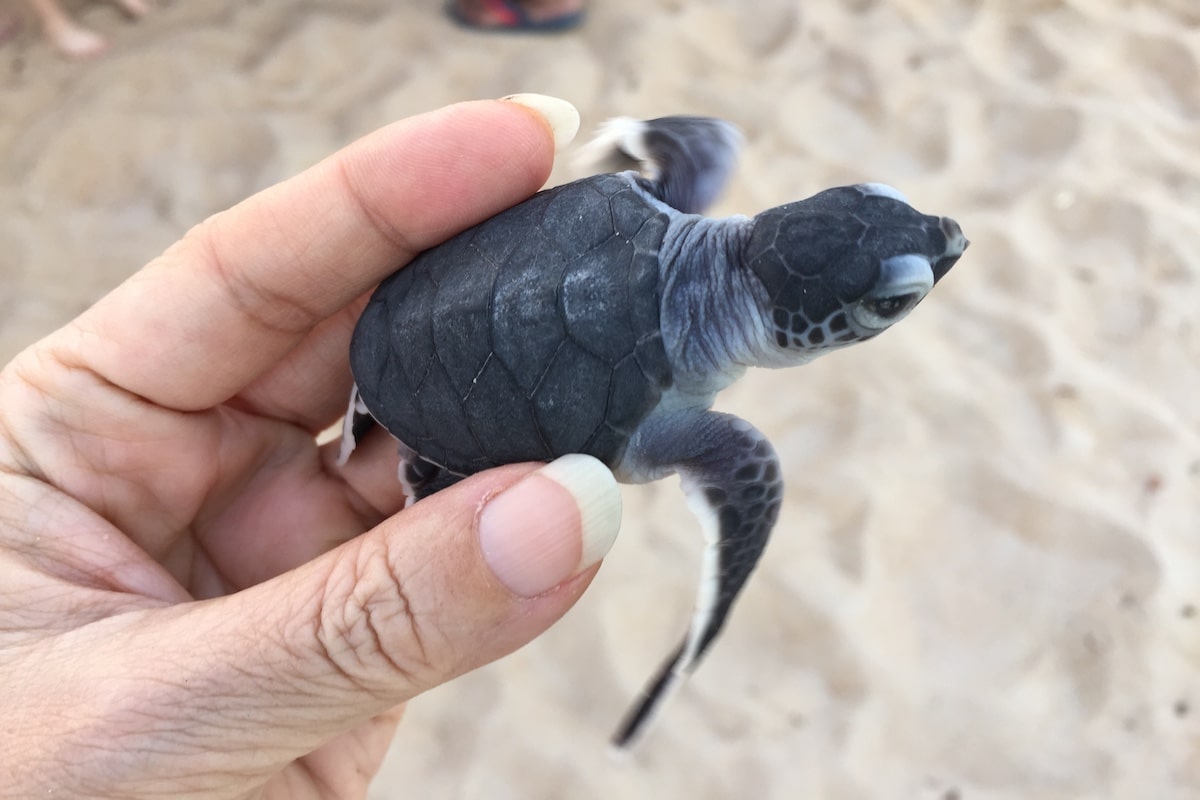 Rimbun Dahan Turtle Hatchery