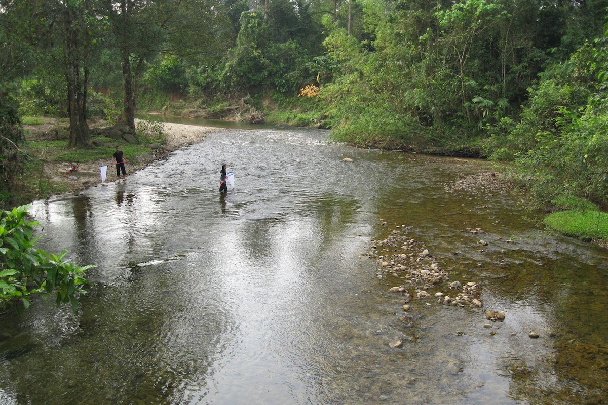 Sekayu Recreational Forest (Hutan Lipur Sekayu)