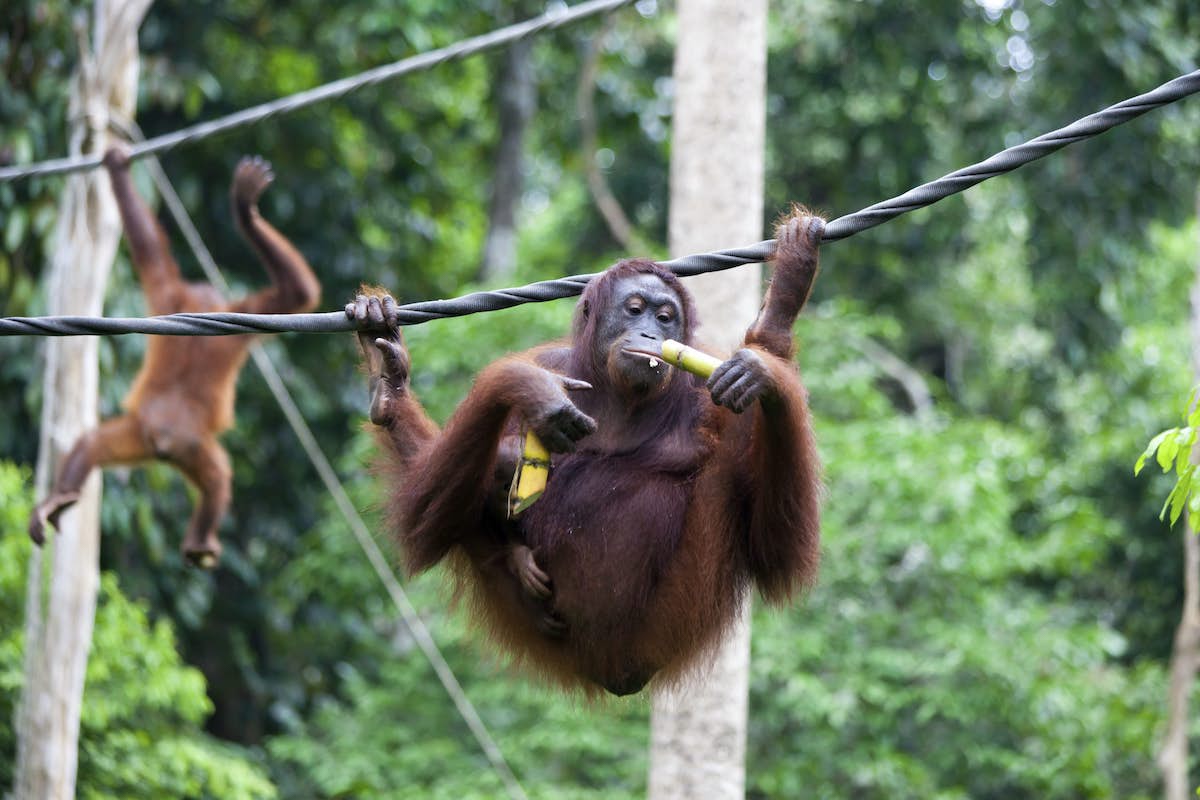 Sepilok Orangutan Rehabilitation Centre