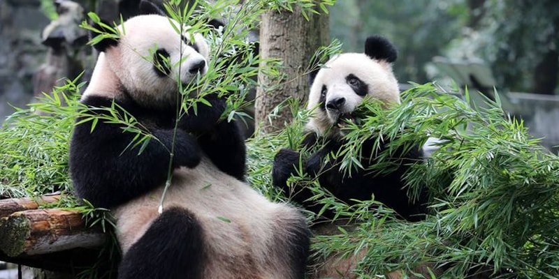 Shanghai Zoo