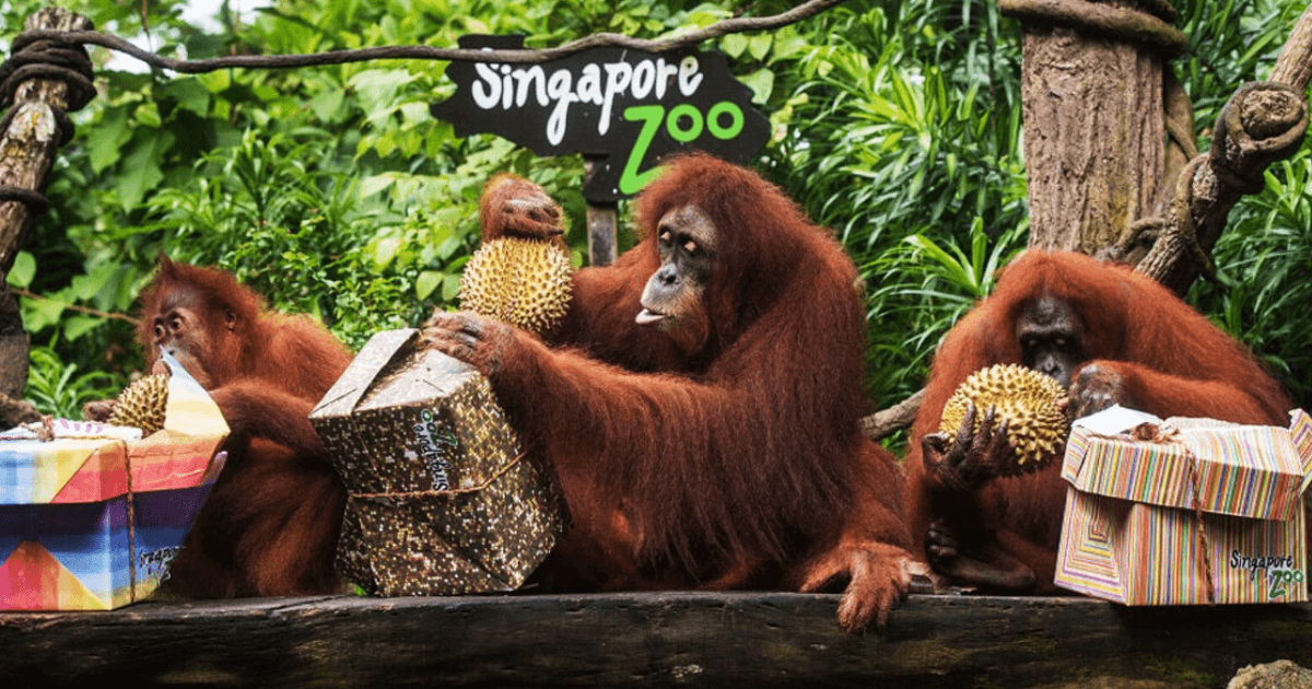 Singapore Zoo