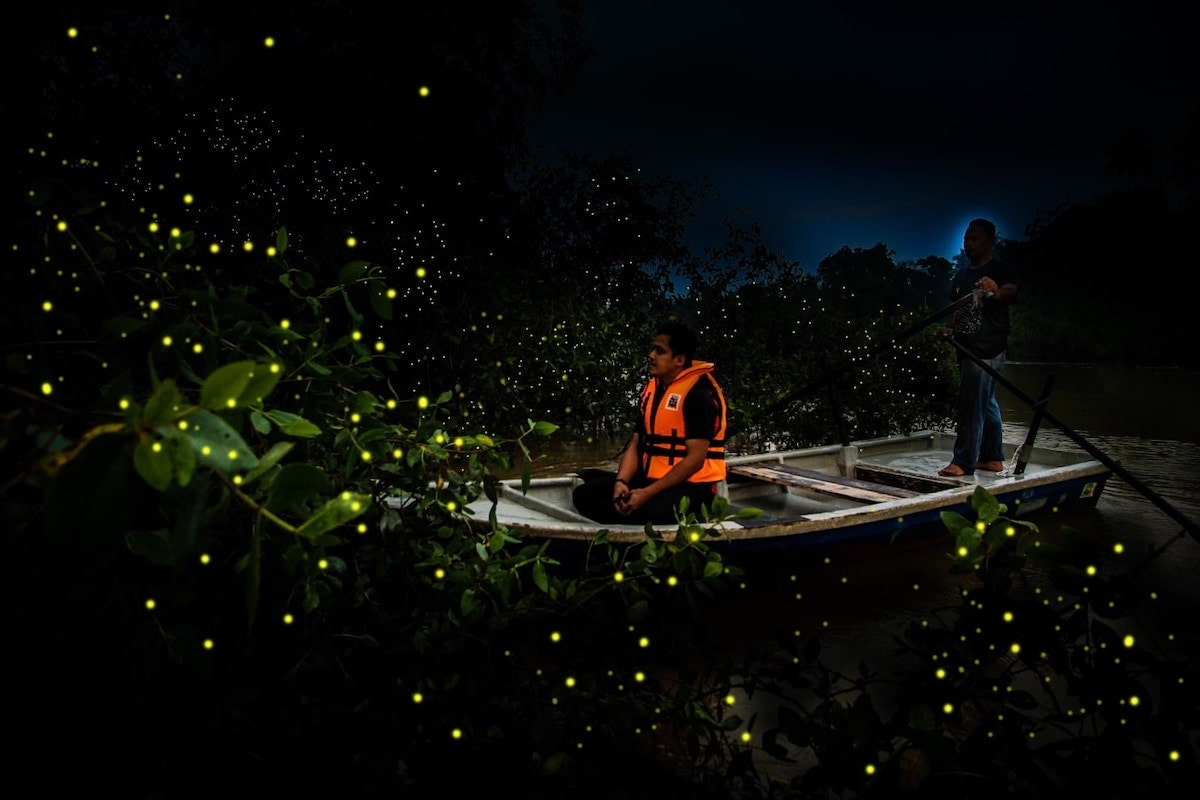 Sungai Timun Fireflies