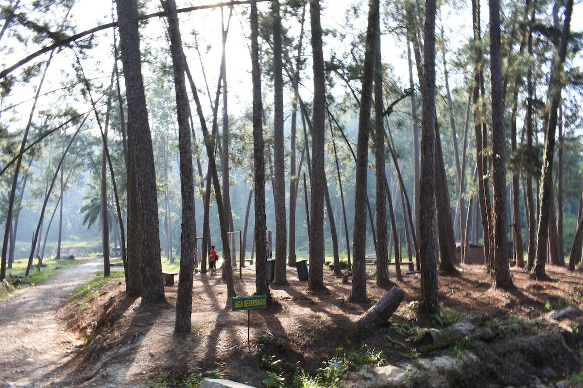 Hutan Pinus Terap