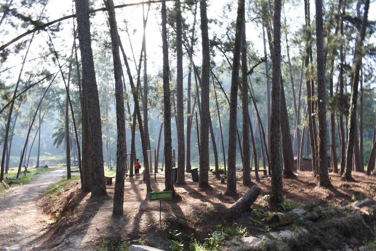 Terap Pine Forest