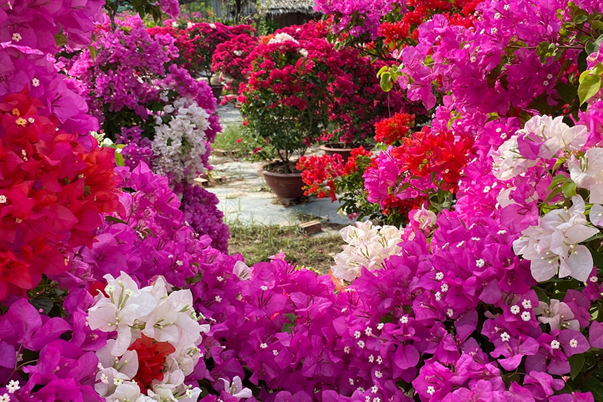 Tuanku Lailatul Shahreen Bougainvillea Garden (Taman Bunga Kertas Tuanku Lailatul Shahreen)